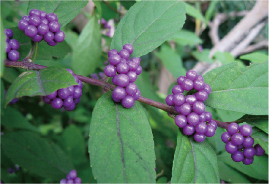 ムラサキイシキブ